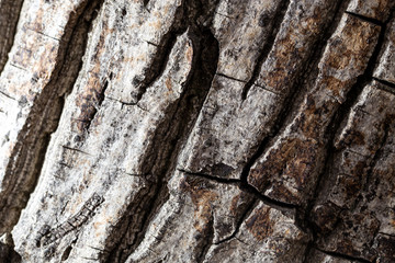 Bark on an old tree