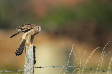 faucon crécerelle