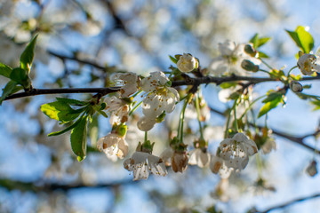 Close up macro view of cherry tree flower during blooming period in the middle of spring 