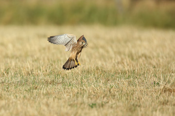 faucon crécerelle
