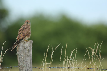 faucon crécerelle