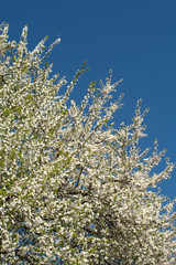 Blooming cherry tree with lots of white small flowers on clear blue sky background. Vertical view 
