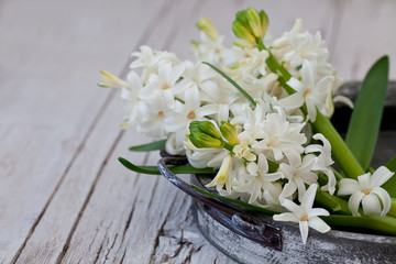 Still Life With Little White Spring Flowers