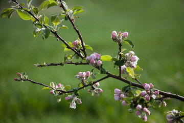 Delicate Apple Blossom In Spring