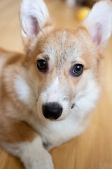 Portrait of a corgi welsh pebroke six-month old puppy dog 