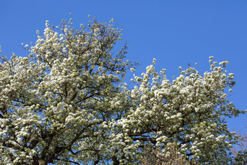 Blooming Tree Across Blue Sky