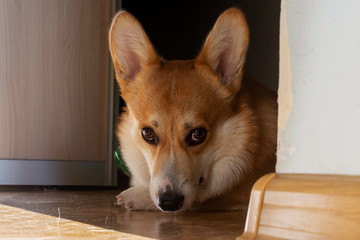 Portrait of a corgi welsh pebroke dog smiling 