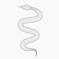 Snake, vector illustration isolated on white background. Line design, editable stokes