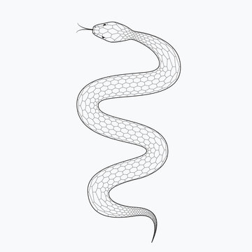 Snake, vector illustration isolated on white background. Line design, editable stokes