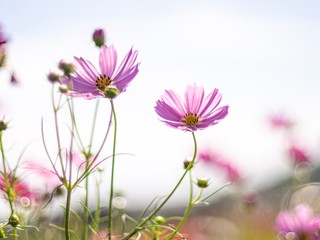 Obraz premium コスモス