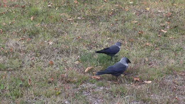 Pair of jackdaws on ground