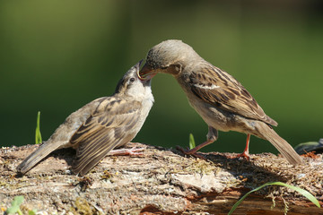moineaux domestique