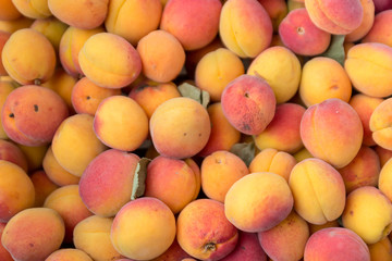 Ripe sugar sweet apricots at a crate on stand at the marketplace.