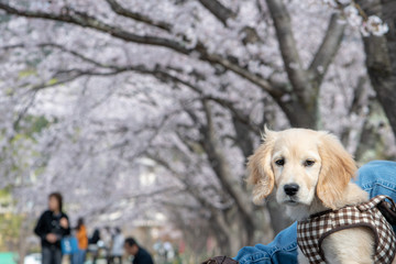 dog in snow