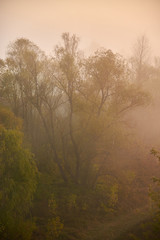 Dense fog on the meadow between bushes and trees in morning.