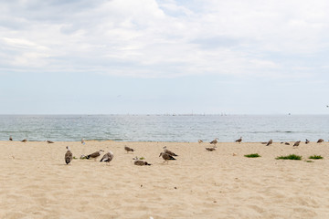 Families of seagulls raising their babies on the beach.