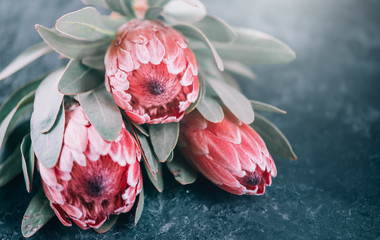 Protea-Blütenbündel. Blühende rosa Königsprotea-Pflanze auf dunklem Hintergrund. Extreme Nahaufnahme. Weihnachtsgeschenk, Blumenstrauß, Knospen. Ein Makroschuß der schönen Modeblume. Geschenk zum Valentinstag © Subbotina Anna
