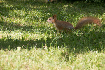 A small, red squirrel running around the city garden. Among green grass and trees