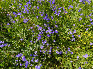 Mountain bellflower