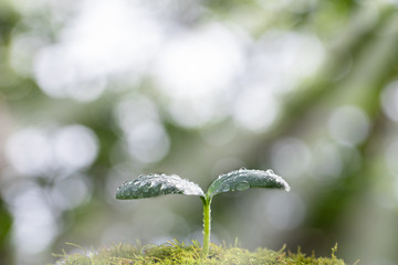 光そそぐ水滴のついた双葉　エコイメージ