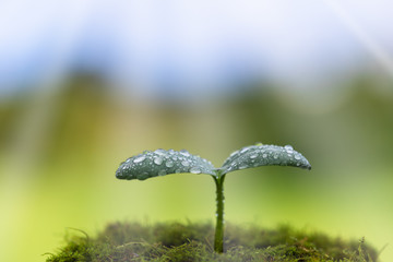 光そそぐ水滴のついた双葉　エコイメージ
