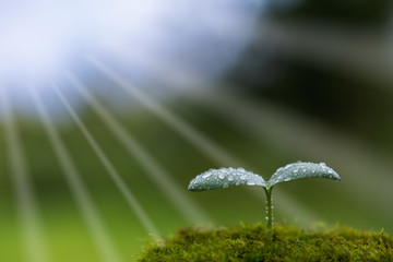 光そそぐ水滴のついた双葉　エコイメージ