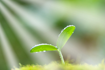 光そそぐ水滴のついた双葉　エコイメージ
