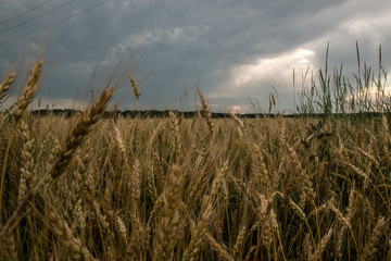 Wheat field at sunset. Spikelets of barley closeup.