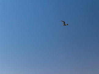 a seagull in the blue sky