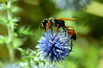 Guêpe, amnophile nebulosa