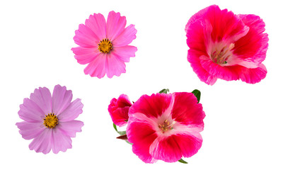 Fototapeta premium Isolated flowers on a white background. Pink Azalea and Cosmea