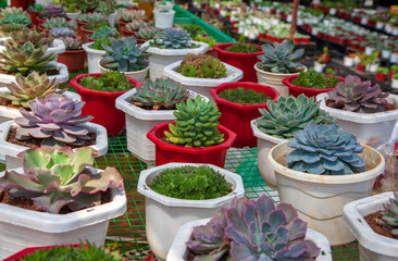 A set of indoor succulents and various cacti in different pots.