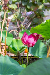 Blossom lotus, a large pink lotus lily flower blooms in a greenhouse