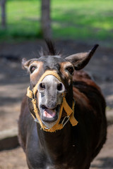 Funny donkey animal portrait, screaming funny face with open mouth, one farm animal