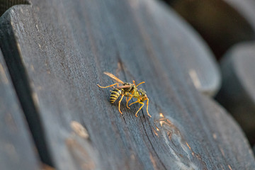 Close up photo of two wasps
