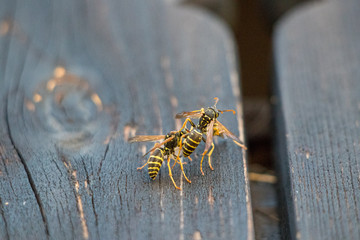 Two wasps on balcony fighting macro