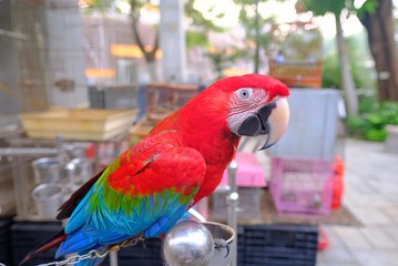 Green yellow red colorful beautiful cute parrot