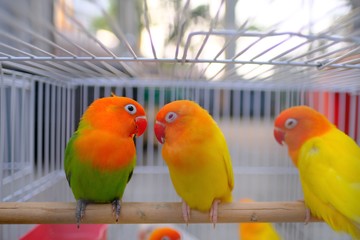 Fototapeta na wymiar A group of Green yellow colorful beautiful cute parrots in bird cage