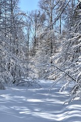 snowy road in the winter forest