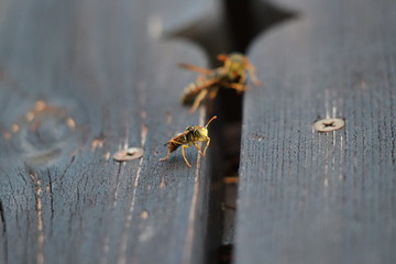 Three wasps on balcony
