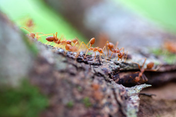big red ants, Swarm of big red ants gathering food on tree roots above