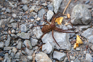 Spider pardosa in the sun on a rock.