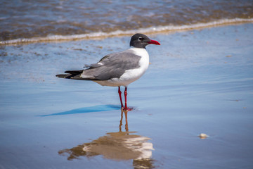 A Laughing Gull in Padre Island NS, Texas