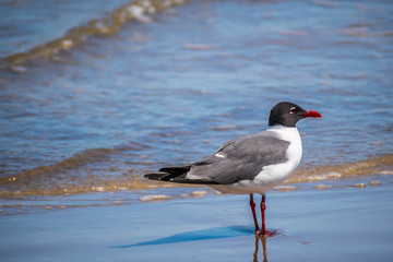 A Laughing Gull in Padre Island NS, Texas
