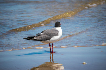 A Laughing Gull in Padre Island NS, Texas