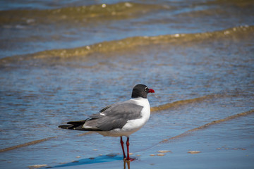 A Laughing Gull in Padre Island NS, Texas