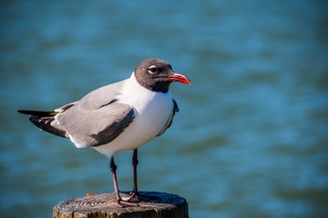 A Laughing Gull in Padre Island NS, Texas