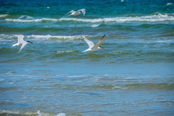 Group of Royal Tern Birds in Padre Island NS, Texas