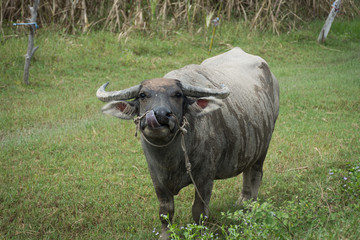 Buffalo stand in farmland,soft focus.