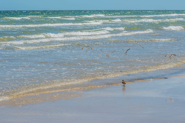 A Rudy Turnstone Bird in Padre Island NS, Texas
